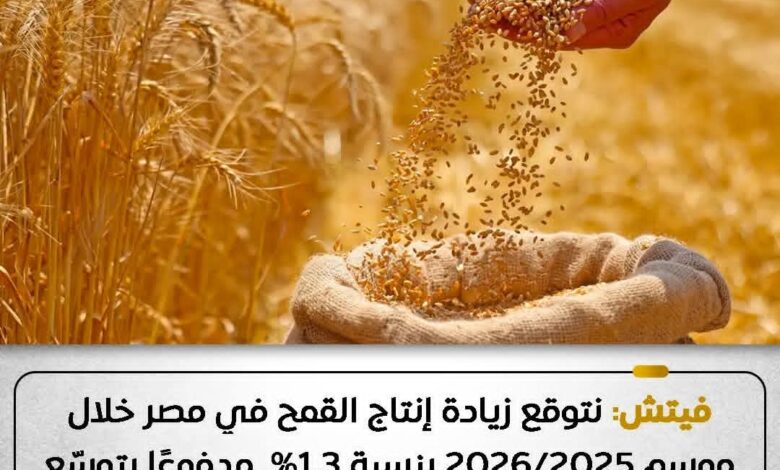 إنتاج القمح في الموسم المقبل يشهد نمواً متوقعاً بنسبة تصل إلى 1.3% ، وفقًا لتقديرات مؤسسة فيتش