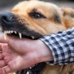 محافظ أسوان يتابع نتائج الجهود المبذولة لمديرية الطب البيطرى لمكافحة مرض السعار نتيجة انتشار الكلاب الضالة