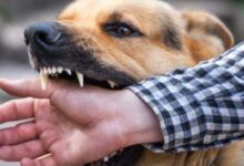 محافظ أسوان يتابع نتائج الجهود المبذولة لمديرية الطب البيطرى لمكافحة مرض السعار نتيجة انتشار الكلاب الضالة