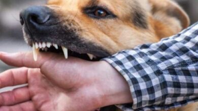 محافظ أسوان يتابع نتائج الجهود المبذولة لمديرية الطب البيطرى لمكافحة مرض السعار نتيجة انتشار الكلاب الضالة محافظ أسوان يتابع نتائج الجهود المبذولة لمديرية الطب البيطرى لمكافحة مرض السعار نتيجة انتشار الكلاب الضالة